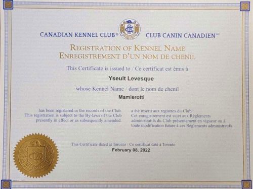 Certificat club canin canadien Yseult Lévesque