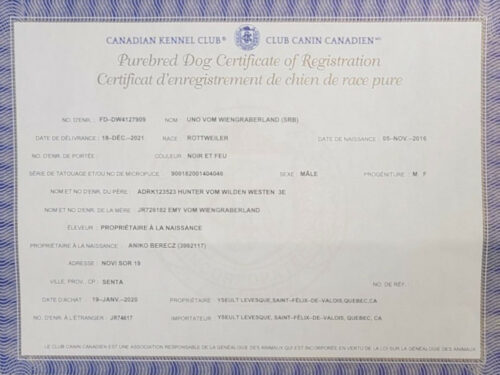 certificats chiens de races